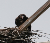 2016 06 11 WildLife MPLS 022